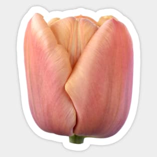 Tulipa &#39;La Belle epoque&#39;  Double Early Tulip Sticker